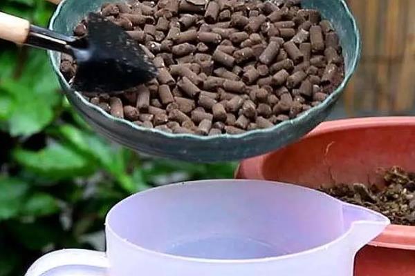 花毛茛的养殖方法，栽植时施入充足的基肥