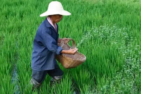 水稻秧苗发黄怎么处理，可排水晒田、补充营养