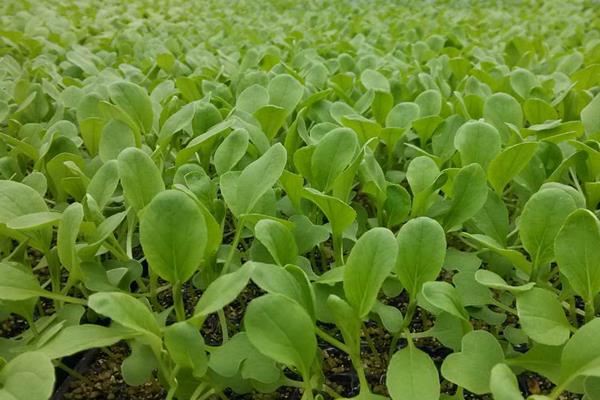 鸡毛菜怎么种植，子叶展开后要追施尿素