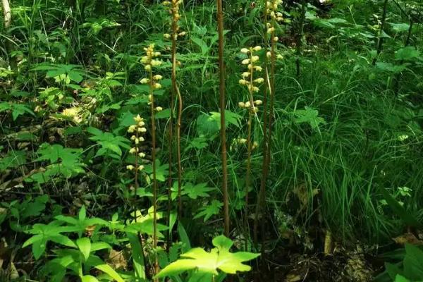 乌天麻简介，其花期为6-7月
