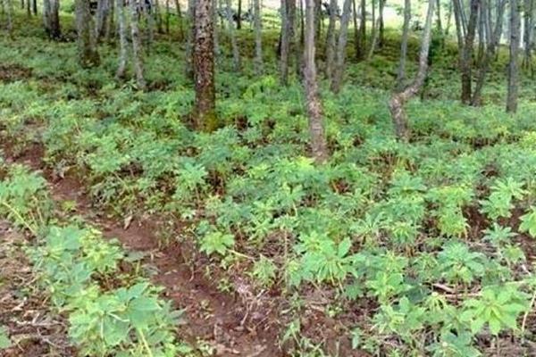 乌天麻简介，其花期为6-7月