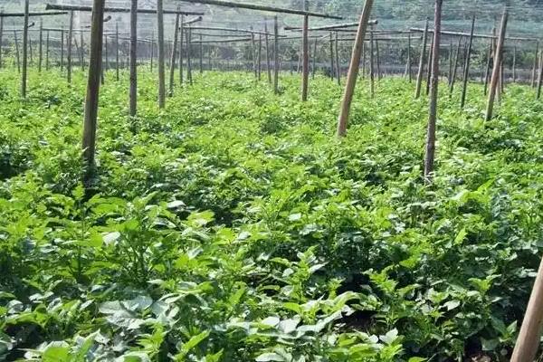 乌天麻简介，其花期为6-7月