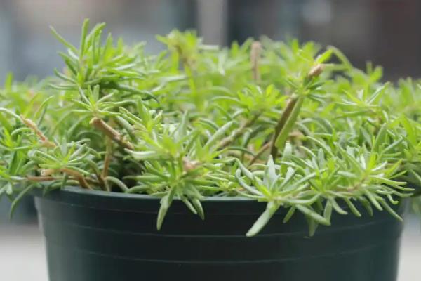 太阳花要不要修剪，剪除主茎顶部可促进主茎和侧枝生长