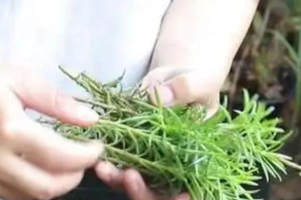 太阳花要不要修剪，剪除主茎顶部可促进主茎和侧枝生长