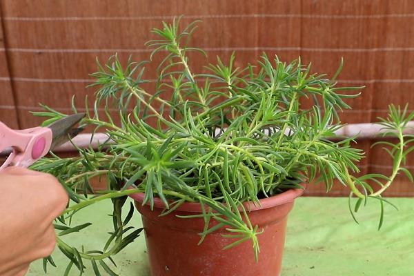 太阳花要不要修剪，剪除主茎顶部可促进主茎和侧枝生长
