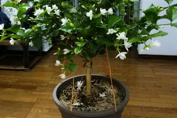 茉莉花能否在卧室中养殖，养在卧室中会影响睡眠