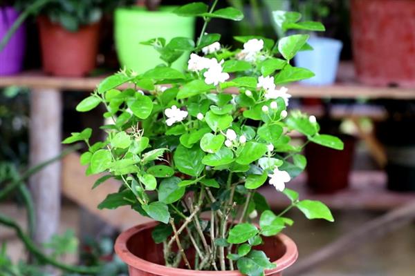 茉莉花能否在卧室中养殖，养在卧室中会影响睡眠