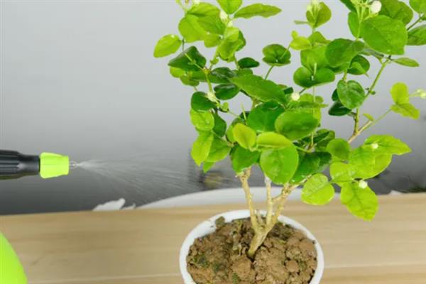 茉莉花能否在卧室中养殖，养在卧室中会影响睡眠