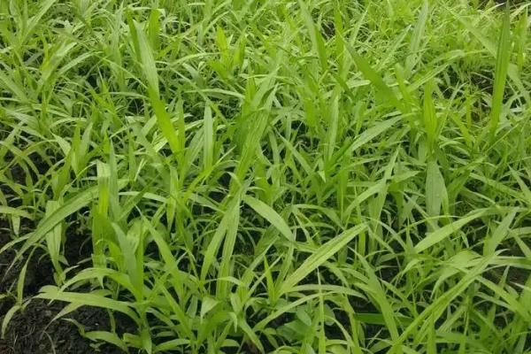 白芨种苗的价格，一株售价1-8元左右