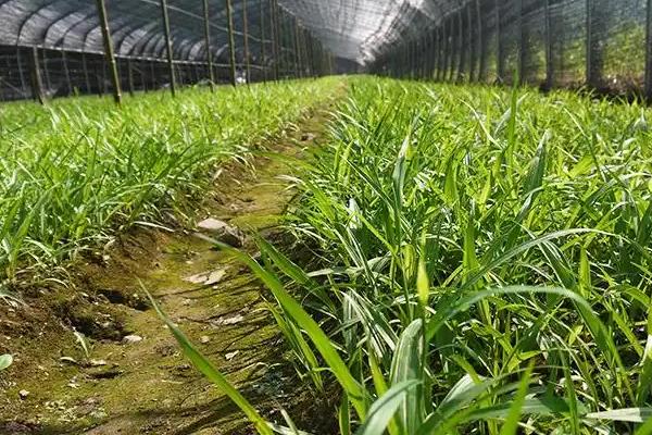 白芨种苗的价格，一株售价1-8元左右