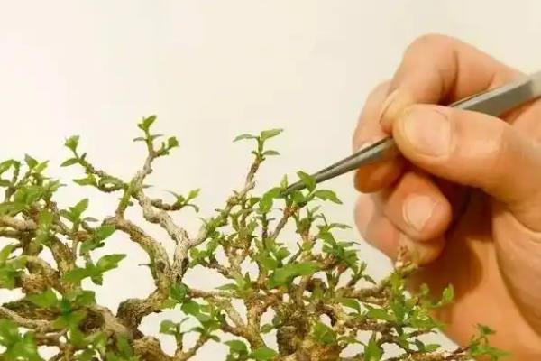 榕树盆景的造型方法，摘心打顶可促进侧芽和分枝生长