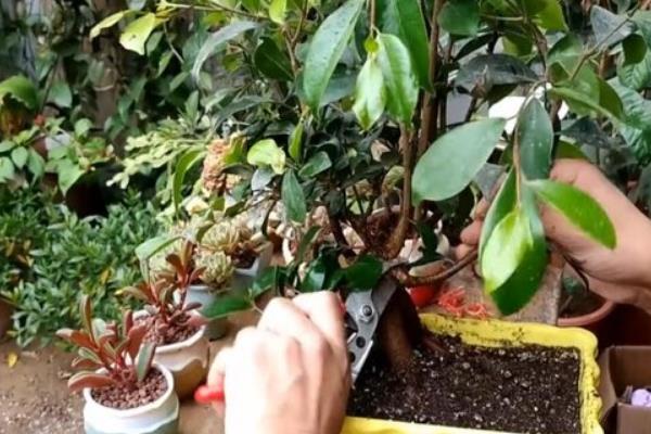 榕树盆景的造型方法，摘心打顶可促进侧芽和分枝生长