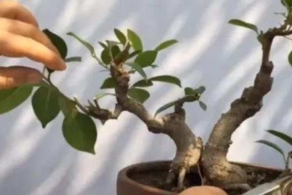 榕树盆景的造型方法，摘心打顶可促进侧芽和分枝生长