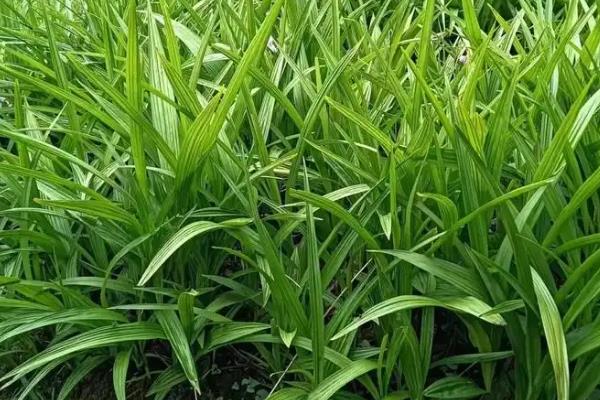 白芨种苗的价格，一株售价1-8元左右