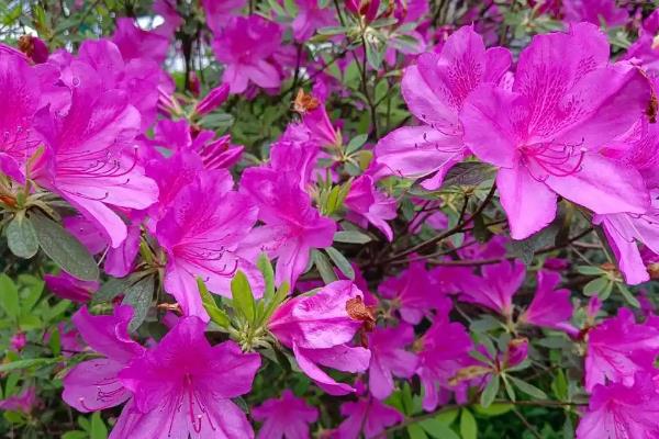 北方的杜鹃花什么时候开，五月份左右会开花