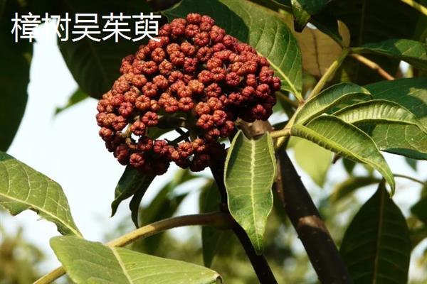 江西省樟树市的特产，春丝面条深受客户青睐