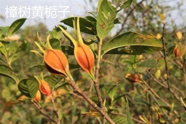 江西省樟树市的特产，春丝面条深受客户青睐