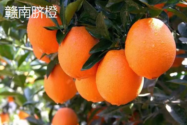 江西省樟树市的特产，春丝面条深受客户青睐