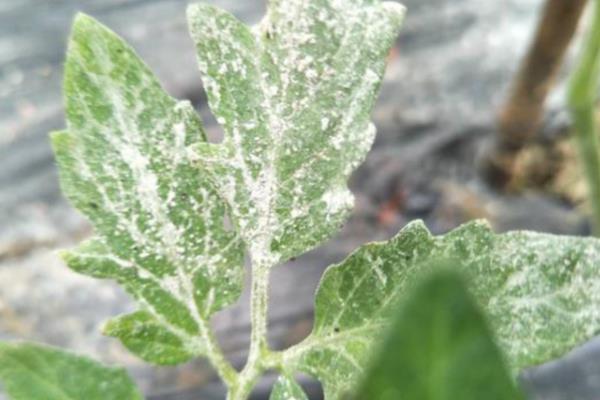 防治番茄青皮果的方法，果实转色期增加光照可减少青皮果
