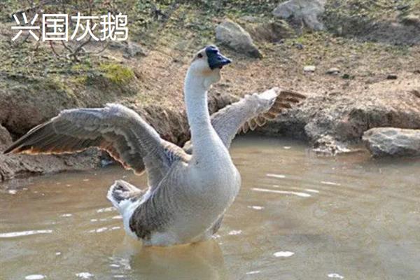 江西省樟树市的特产，春丝面条深受客户青睐