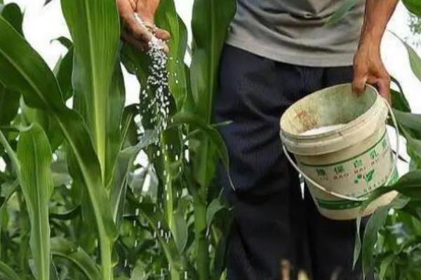 mc278玉米的种植要点，山西的适播时间为5月1日左右
