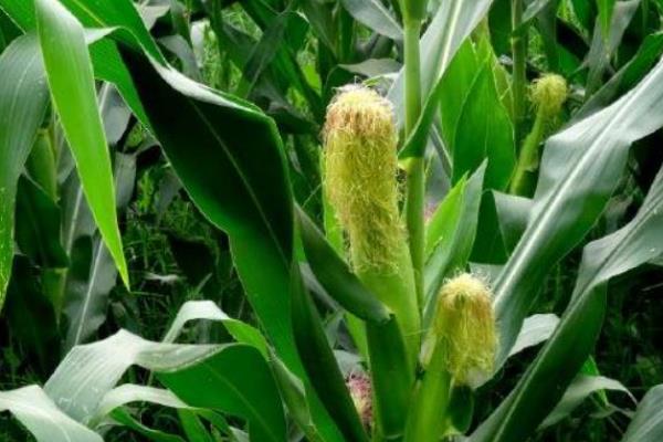mc278玉米的种植要点，山西的适播时间为5月1日左右
