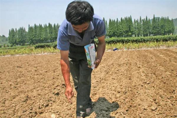 白石榴怎么育苗，有播种、压条、扦插、分株这4种方式