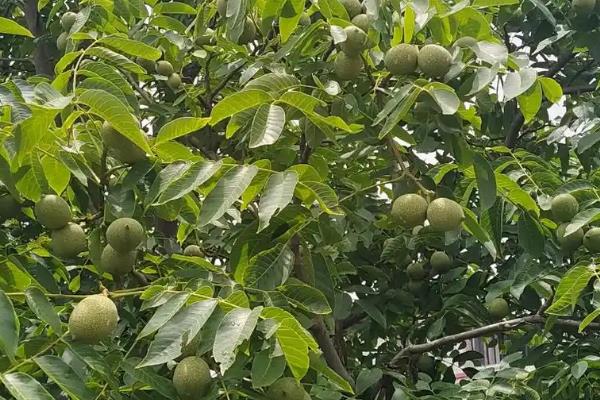 为什么核桃树不结果，可能是还没进入结果期
