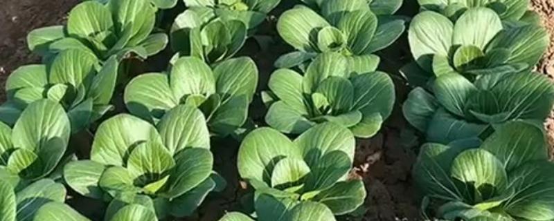 含硒的蔬菜有哪些，有上海青、木耳菜、香菇、红薯等