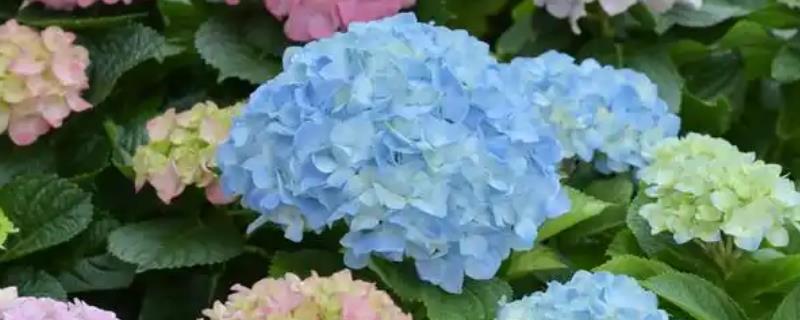 绣球花花蔫干脱落的原因，可能是空气干燥或光照过强所致