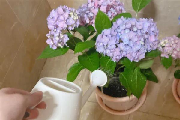 绣球花花蔫干脱落的原因，可能是空气干燥或光照过强所致