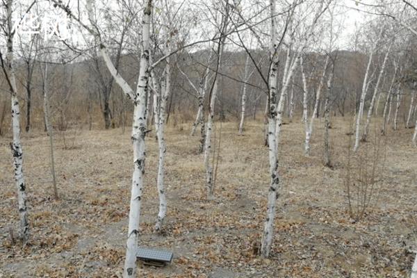 森林里有哪些树，有榆树、桦树、杨树等