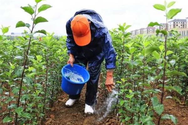 复合肥能直接撒在土上面吗，可以直接撒在土壤上