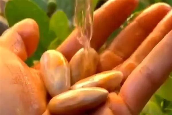 种菠萝蜜适合用什么土，选择酸性土壤最合适