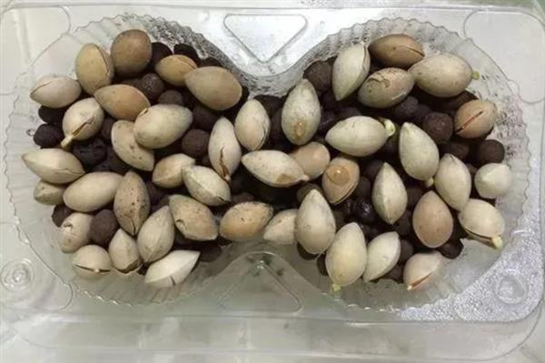 种菠萝蜜适合用什么土，选择酸性土壤最合适