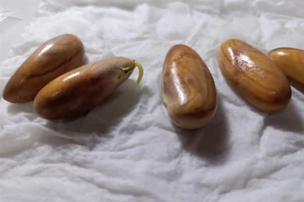种菠萝蜜适合用什么土，选择酸性土壤最合适