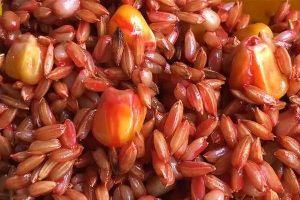 诱鲫鱼最快的窝料配方，使用大米、粗玉米渣、牛B红鲫、曲酒配制窝料