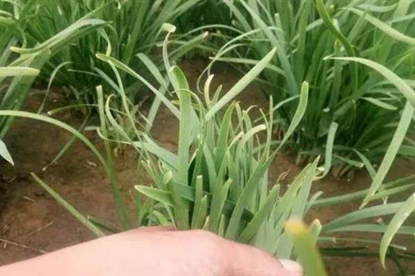 韭菜灰霉病的症状，分为白点型、干尖型和湿腐型