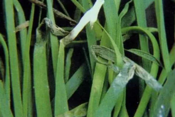 韭菜灰霉病的症状，分为白点型、干尖型和湿腐型