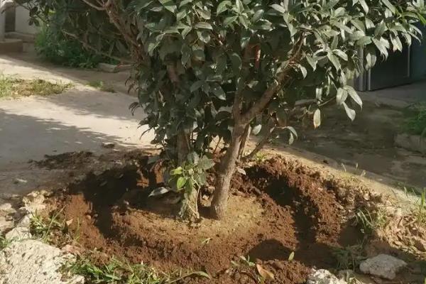桂花春天发的新芽如何修剪，据新芽的长势及浓密程度修剪