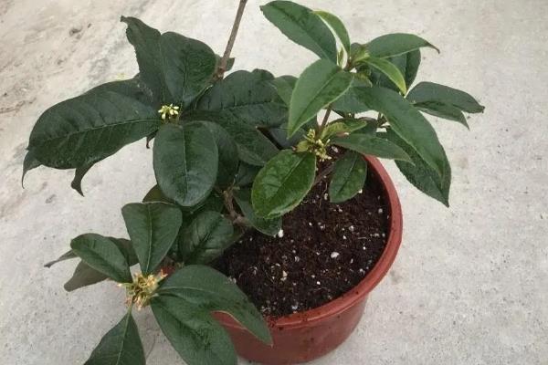 桂花春天发的新芽如何修剪，据新芽的长势及浓密程度修剪
