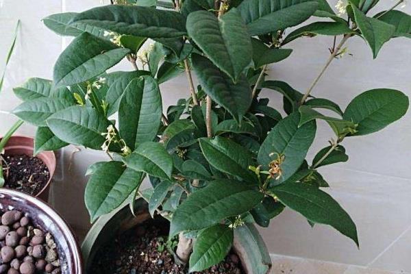 桂花春天发的新芽如何修剪，据新芽的长势及浓密程度修剪
