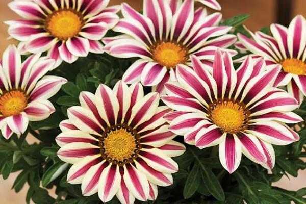 勋章花的花语，寓意美好、无限的自豪等