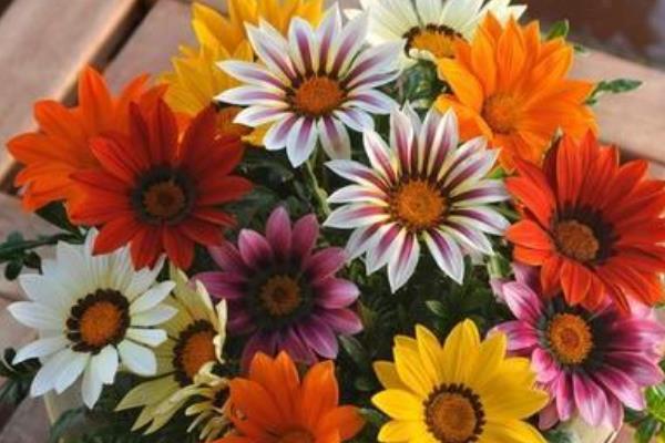 勋章花的花语，寓意美好、无限的自豪等