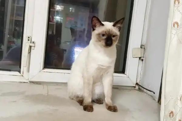 怎么训练暹罗猫，可机械式训练或食物诱导训练等