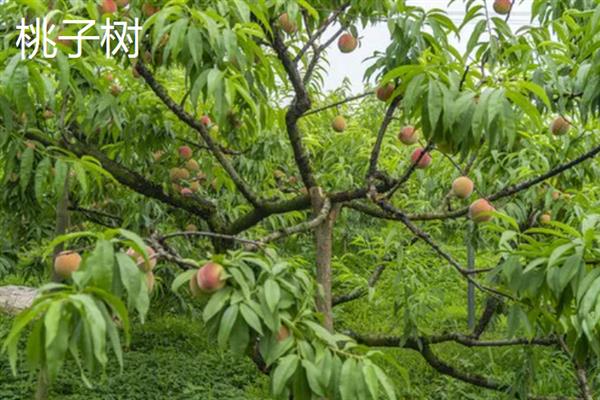 北方有什么不怕冻的果树，苹果树、石榴树等品种可以抵抗低温
