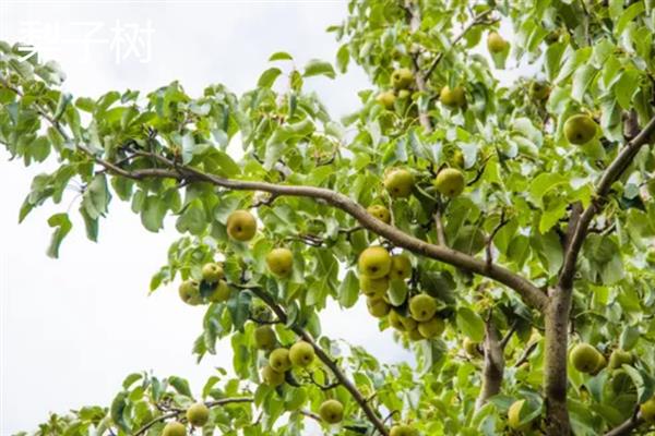 北方有什么不怕冻的果树，苹果树、石榴树等品种可以抵抗低温