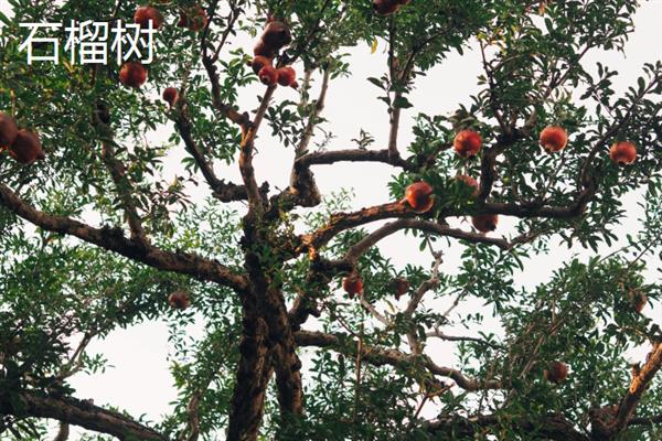 北方有什么不怕冻的果树，苹果树、石榴树等品种可以抵抗低温