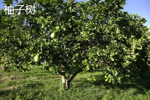 北方有什么不怕冻的果树，苹果树、石榴树等品种可以抵抗低温