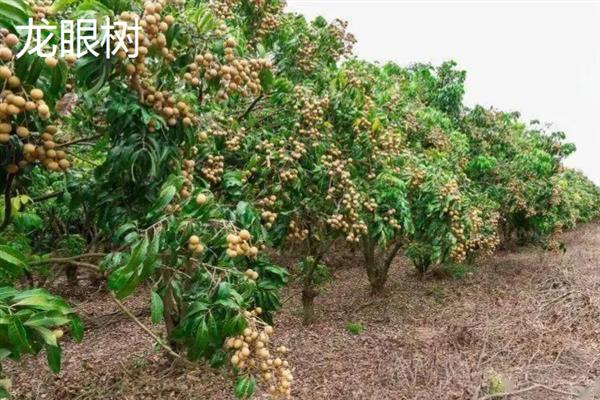 北方有什么不怕冻的果树，苹果树、石榴树等品种可以抵抗低温